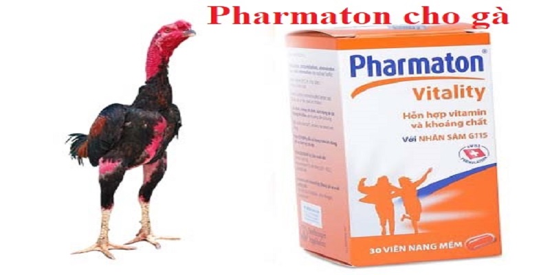 Nên cho gà uống thuốc gì trước khi đá chuẩn nhất?